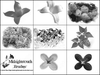 Lily Flowers Brushes for Photoshop 7