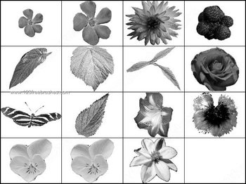 Flowers and Butterflies Brushes