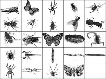 Ant – Cockroach – Scorpion – Worm – Wasp – Centipede Photoshop Brushes