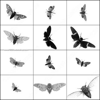 Free Cicadas Brushes for Photoshop 7