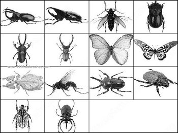 Insect Brushes Photoshop – Ant – Wasp – Butterfly