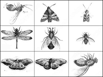 Photoshop Ant – Butterfly – Dragonfly Brushes