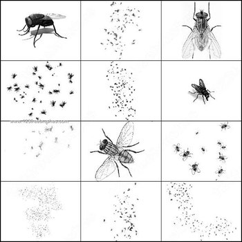 Free Ant Photoshop Brushes