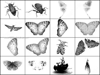 Butterfly – Insects Brushes Free