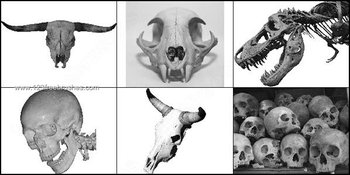 Skull Photoshop Brushes