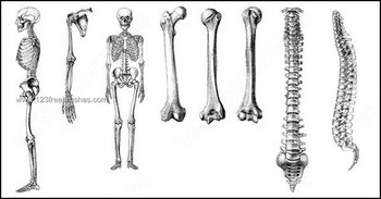 Skeleton Photoshop Brushes