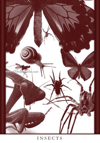 Insects