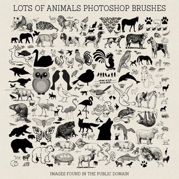 Animals – Birds – Insects – Sea Creatures