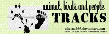 Animals – Birds Tracks