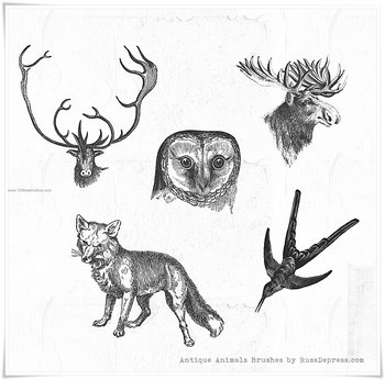 Animals