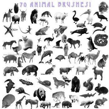 Animals