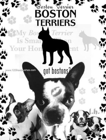 Boston Terrier Dog