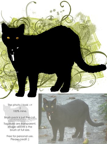 Cat Shadow