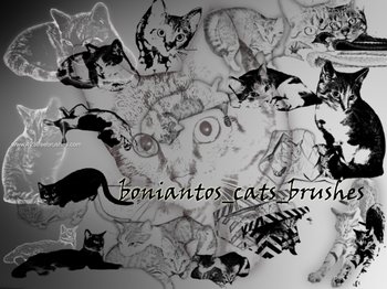 Cats