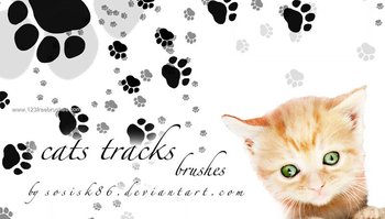 Cats Tracks