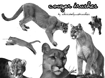 Cougar