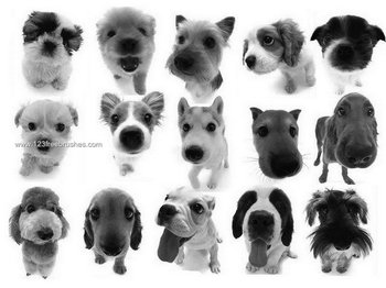 Cute Puppy