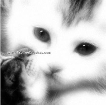 Cutest Cats