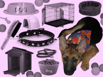 Dog Accessories