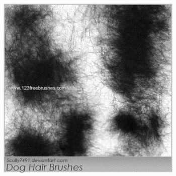 Dog Hair