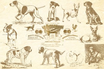 Dogs