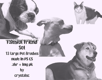 Dogs and Cats