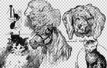 Domestic Animals