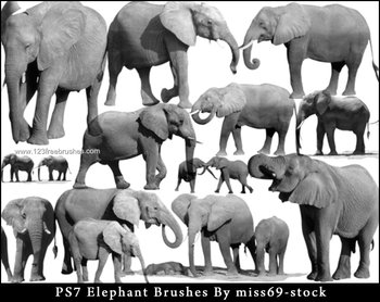 Elephant