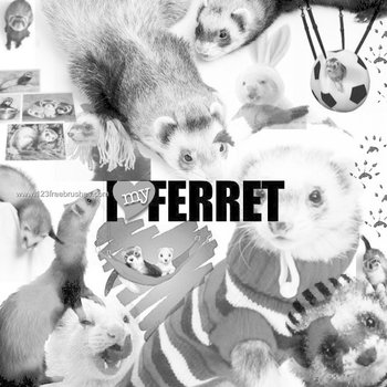 Ferret
