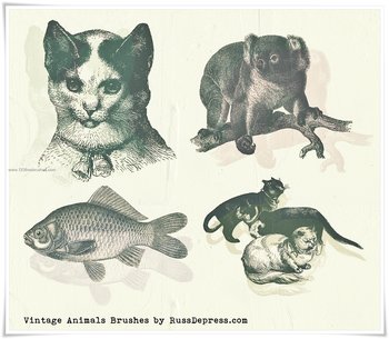 Fish and Cat
