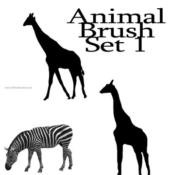 Giraffe and Zebra