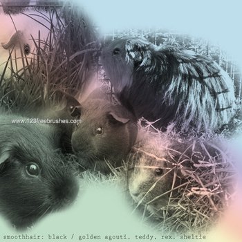 Guinea Pig