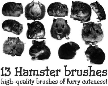 Hamster