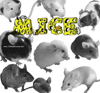 Mouse