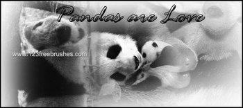 Panda Bear