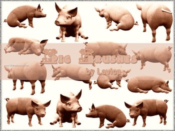 Pig