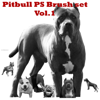 Pit Bull Dog