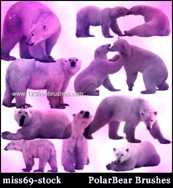 Polar Bear