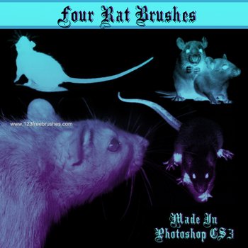 Rat