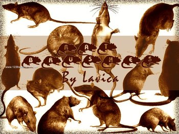 Rat