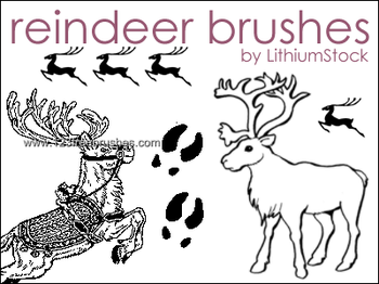 Reindeer