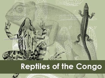 Reptiles