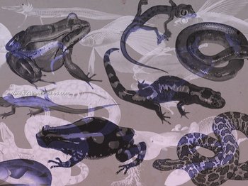 Snake – Frog and Lizard