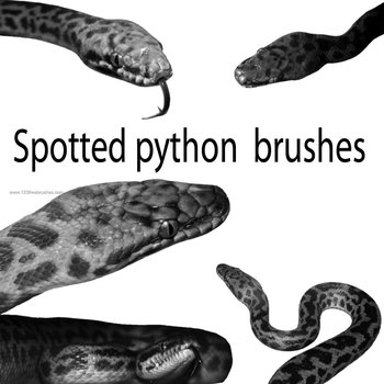 Spotted Python