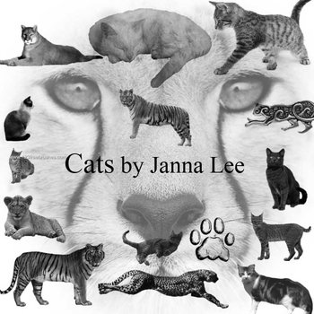 Tiger – Cat – Cheetah
