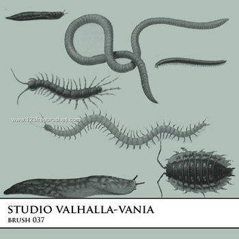 Worm