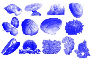 Anemone – Shells – Coral