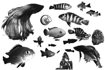 Aquatic