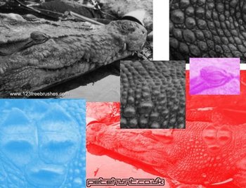 Crocodile