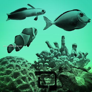 Fish and Coral